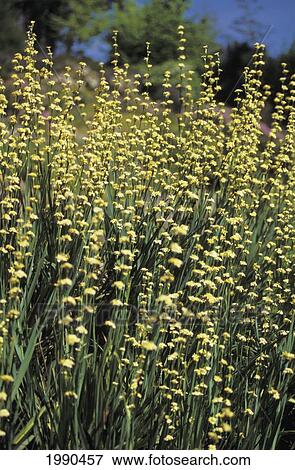 California, Field Of Wildflowers View Large Photo Image Stock Photo - California, Field Of Wildflowers. Fotosearch