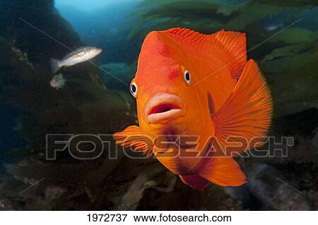 Stock Photo - California, Garibaldi Fish (Hypsypops Rubicundus) In Kelp Forest (Macrocystis Pyrifera).. Fotosearch