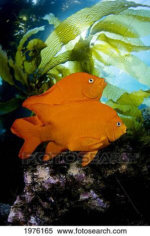 California, Garibaldi (Hypsypops Rubicundus) In Kelp Forest (Macrocystis Pyrifera). View Large Photo Image Stock Photography - California, Garibaldi (Hypsypops Rubicundus) In Kelp Forest (Macrocystis Pyrifera).. Fotosearch