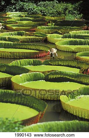 Stock Image - California, Giant Lily Pads In Pond. Fotosearch