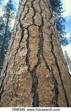 Stock Photograph - California, Giant Sequoia National Park, Close-Up Detail Of Douglas Fir Tree. Fotosearch