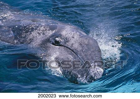 California, Gray Whale (Eschrichtius Robustus) Close-Up Head Out Of Water View Large Photo Image Stock Image - California, Gray Whale (Eschrichtius Robustus) Close-Up Head Out Of Water. Fotosearch