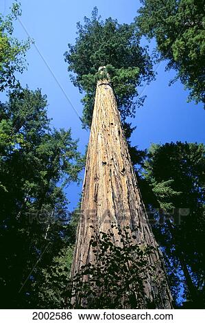 Stock Photograph - California, Humbolt Redwoods State Park, Upward View Of A Redwood Tree Into Blue Skies. Fotosearch