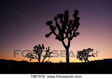 Stock Photograph - California, Joshua Tree National Park, Silhouette Of Joshua Trees At Sunset. Fotosearch