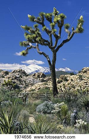 Stock Photograph - California, Joshua Tree National Park, Joshua Tree Against Blue Sky, Snow-Capped San Gorgonio Mountains In Distance.. Fotosearch