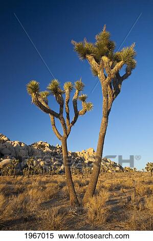 California, Joshua Tree National Park, Joshua Trees At Sunset View Large Photo Image Stock Photography - California, Joshua Tree National Park, Joshua Trees At Sunset. Fotosearch