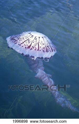 California, La Jolla, Large Jellyfish Floats On Surface A88H View Large Photo Image Stock Photo - California, La Jolla, Large Jellyfish Floats On Surface A88H. Fotosearch
