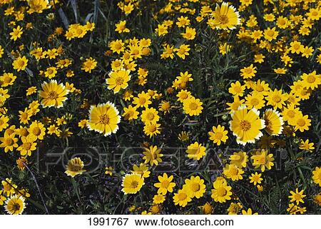 California, Marin County, Field Of Yellow Daisies. View Large Photo Image Stock Photo - California, Marin County, Field Of Yellow Daisies.. Fotosearch