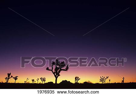 Stock Photography - California, Mojave Desert, Joshua Tree National Park, Joshua Trees Silhouetted At Dawn.. Fotosearch