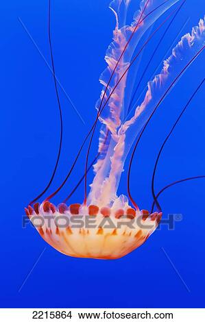 Picture - California, Monterey, An orange Jellyfish (Cnidarian) in the Monterey Aquarium.. Fotosearch
