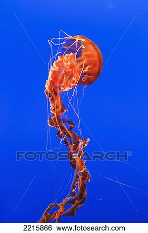 Stock Photograph - California, Monterey, An orange Jellyfish (Cnidarian) in the Monterey Aquarium.. Fotosearch