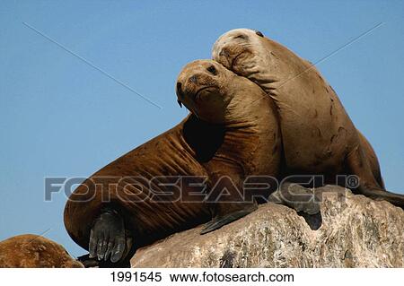 Stock Photography - California, Monterey Bay, California Sea Lions, Zalophus Californianus [For Use Up To 13X20 Only]. Fotosearch
