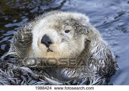 California, Monterey Bay, Sea Otter (Ehydra Lutris) Floating On His Back In Water View Large Photo Image Picture - California, Monterey Bay, Sea Otter (Ehydra Lutris) Floating On His Back In Water. Fotosearch
