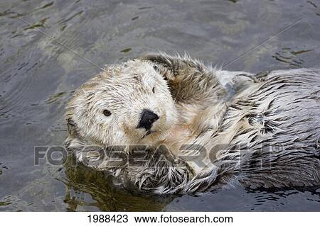 California, Monterey Bay, Sea Otter (Ehydra Lutris) Floating On His Back In Water View Large Photo Image Stock Image - California, Monterey Bay, Sea Otter (Ehydra Lutris) Floating On His Back In Water. Fotosearch