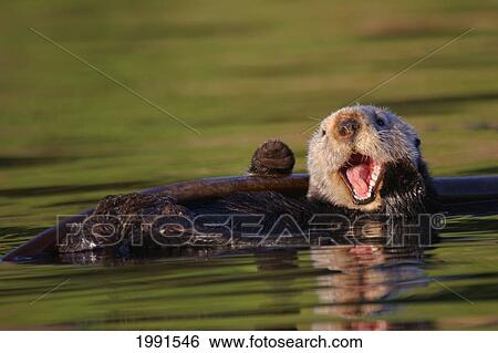 Stock Photograph - California, Monterey Bay, Sea Otter, Ehydra Lutris [For Use Up To 13X20 Only]. Fotosearch