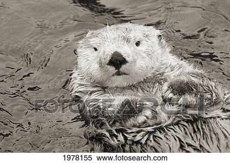 Stock Photography - California, Monterey Bay, Sea Otter (Ehydra Lutris) Floating On His Back In Water (Sepia Photograph).. Fotosearch