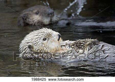Stock Photography - California, Monterey Bay, Sea Otters (Ehydra Lutris) Swimming On Their Backs, Adult And Juvenile. Fotosearch