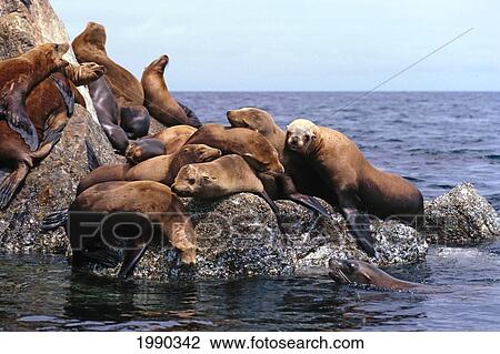 California, Monterey, California Sea Lions, Zalophus Californianus View Large Photo Image Stock Image - California, Monterey, California Sea Lions, Zalophus Californianus. Fotosearch