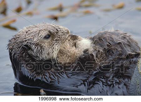 California, Monterey, Sea Otter Mother And Baby Kelp Bed, Close-Up A96B View Large Photo Image Stock Photo - California, Monterey, Sea Otter Mother And Baby Kelp Bed, Close-Up A96B. Fotosearch