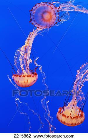 Stock Image - California, Monterey, Three orange Jellyfish (Cnidarian) in the Monterey Aquarium.. Fotosearch
