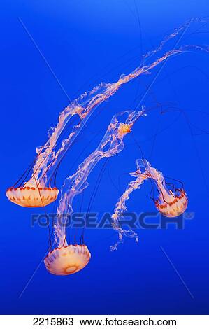 California, Monterey, Three orange Jellyfish (Cnidarian) in the Monterey Aquarium. View Large Photo Image Stock Image - California, Monterey, Three orange Jellyfish (Cnidarian) in the Monterey Aquarium.. Fotosearch