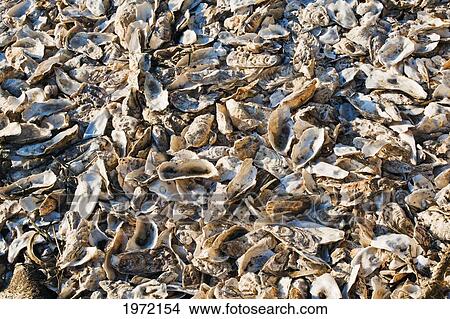 California, Morro Bay State Park, Old Oyster Shells On Beach. View Large Photo Image Picture - California, Morro Bay State Park, Old Oyster Shells On Beach.. Fotosearch