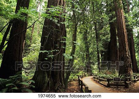 Stock Photography - California, Muir Woods National Monument, Path Leading Through Redwood Grove.. Fotosearch