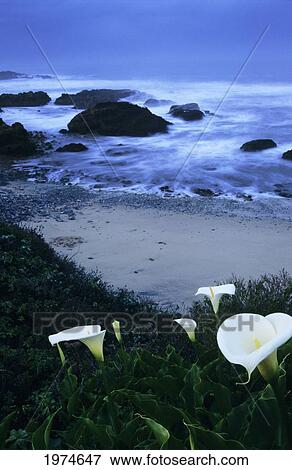 Stock Photo - California, Pescadero, Calla Lilies Along Coastline, Beach And Ocean In Background.. Fotosearch