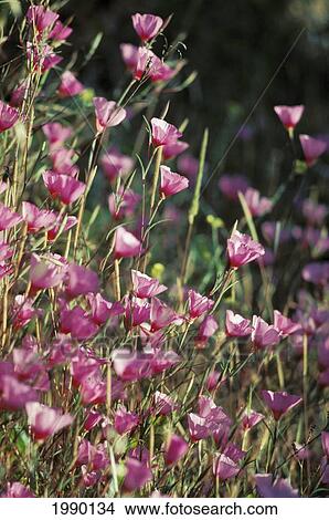 Picture - California, Pink Wildflowers. Fotosearch