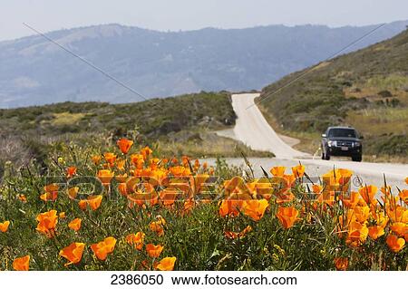 Stock Image - California poppies (Eschscholzia californica) blooming on the side of a road; California, United States of America. Fotosearch