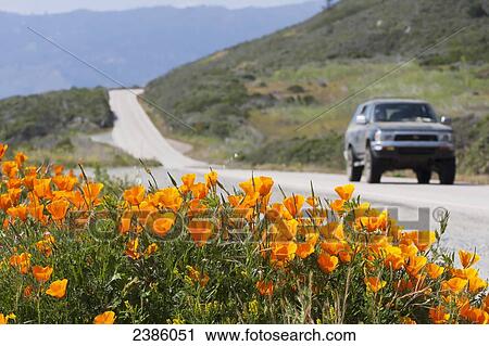 California poppies (Eschscholzia californica) blooming on the side of a road; California, United States of America View Large Photo Image Stock Image - California poppies (Eschscholzia californica) blooming on the side of a road; California, United States of America. Fotosearch