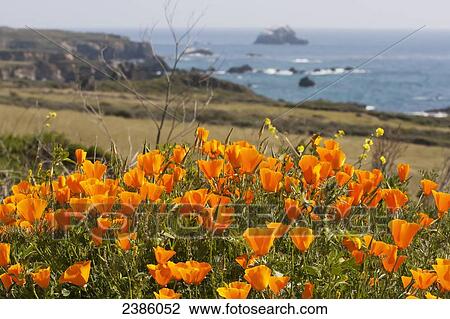 Stock Image - California poppies (Eschscholzia californica) blooming along the coast; California, United States of America. Fotosearch