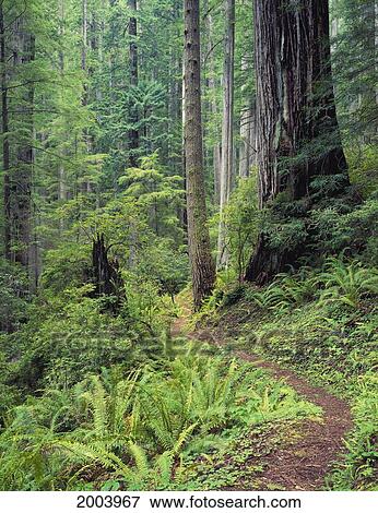 California, Prarie Creek Redwood State Park Forest And Rhododendron Trail View Large Photo Image Stock Photo - California, Prarie Creek Redwood State Park Forest And Rhododendron Trail. Fotosearch