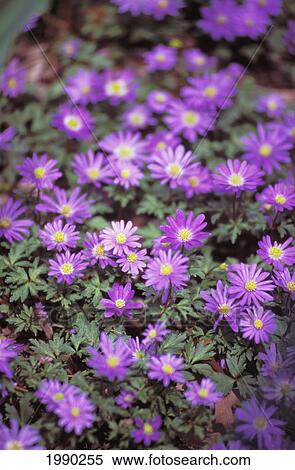 California, Purple Flowers View Large Photo Image Stock Photography - California, Purple Flowers. Fotosearch