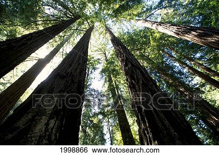 California, Redwood Forest Canopy And Blue Sky, B1638 View Large Photo Image Stock Photograph - California, Redwood Forest Canopy And Blue Sky, B1638. Fotosearch