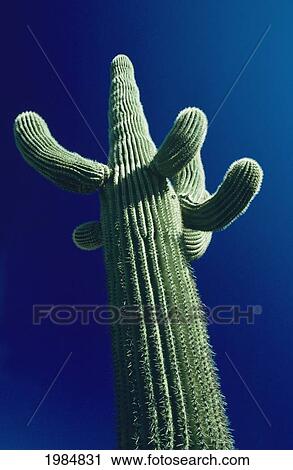 Stock Image - California, Saguaro Cactus (Carnegiea Gigantea) Plant Against Blue Sky, View From Below.. Fotosearch