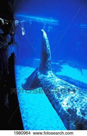 Picture - California, San Diego, Sea World, Jj The Gray Whale (Eschrichtius Robustus), View Of Tail Through Glass.. Fotosearch