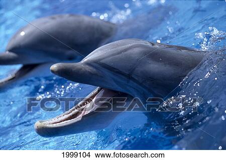 California, San Diego, Sea World, Bottlenose Dolphin (Tursiops Truncatus) Pair, B1875 View Large Photo Image Picture - California, San Diego, Sea World, Bottlenose Dolphin (Tursiops Truncatus) Pair, B1875. Fotosearch