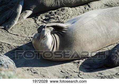 California, San Simeon, Elelphant Seals (Piedras Blancas) Warm Up On Beach, One Makes A Funny Face. View Large Photo Image Stock Photo - California, San Simeon, Elelphant Seals (Piedras Blancas) Warm Up On Beach, One Makes A Funny Face.. Fotosearch