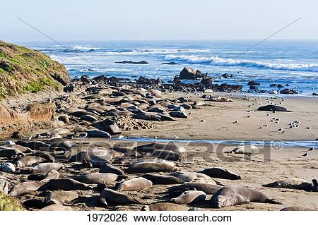 California, San Simeon, Elelphant Seals (Piedras Blancas) Warm Up On Beach. View Large Photo Image Stock Photograph - California, San Simeon, Elelphant Seals (Piedras Blancas) Warm Up On Beach.. Fotosearch