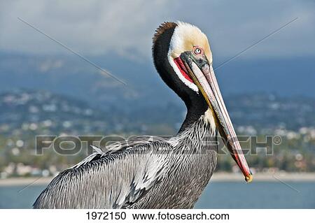 California, Santa Barbara, Brown Pelican (Pelecanus Occidentalis) Poses For His Portrait On Fishermans Wharf. View Large Photo Image Stock Image - California, Santa Barbara, Brown Pelican (Pelecanus Occidentalis) Poses For His Portrait On Fishermans Wharf.. Fotosearch