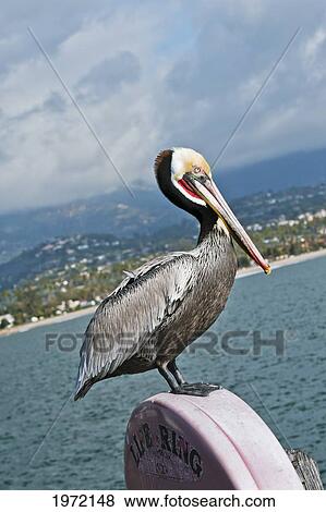 Stock Photo - California, Santa Barbara, Brown Pelican (Pelecanus Occidentalis)Poses For His Portrait On Fishermans Wharf.. Fotosearch