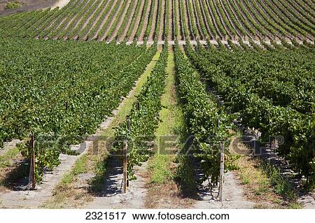 Stock Photo - California, Santa Barbara County, Long Rows Of Lush Grape Vines In Vineyard.. Fotosearch