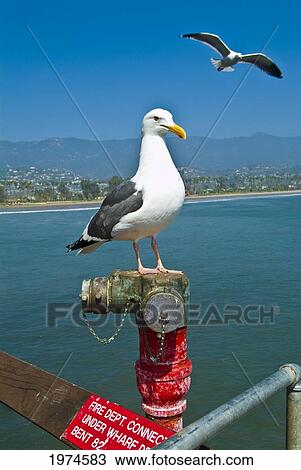 California, Santa Barbara, Portait Of A Seagull. View Large Photo Image Stock Image - California, Santa Barbara, Portait Of A Seagull.. Fotosearch
