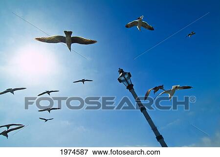 California, Santa Barbara, Seagulls Flying Overhead. View Large Photo Image Stock Photo - California, Santa Barbara, Seagulls Flying Overhead.. Fotosearch