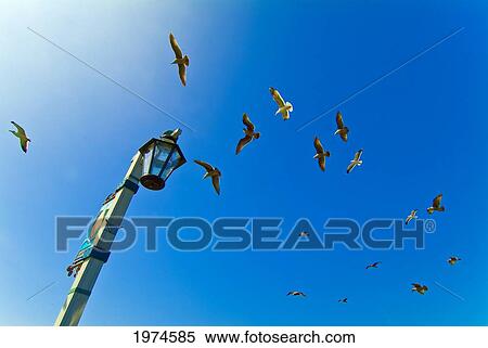 California, Santa Barbara, Seagulls Flying Overhead. View Large Photo Image Stock Photography - California, Santa Barbara, Seagulls Flying Overhead.. Fotosearch