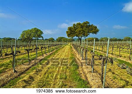 Stock Photography - California, Santa Barbara, Vineyard Ready For The Next Growing Season.. Fotosearch