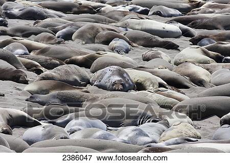 Stock Photo - California sea lions (Zalophus californianus) lying on the beach; California, United States of America. Fotosearch