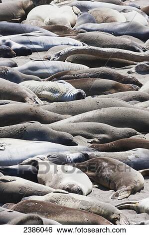 California sea lions (Zalophus californianus) lying on the beach; California, United States of America View Large Photo Image Stock Photograph - California sea lions (Zalophus californianus) lying on the beach; California, United States of America. Fotosearch
