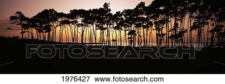 California, View Of Spanish Bay From Seventeen Mile Drive, Line Of Trees On Shoreline Silhouetted At Sunset. View Large Photo Image Stock Photo - California, View Of Spanish Bay From Seventeen Mile Drive, Line Of Trees On Shoreline Silhouetted At Sunset.. Fotosearch